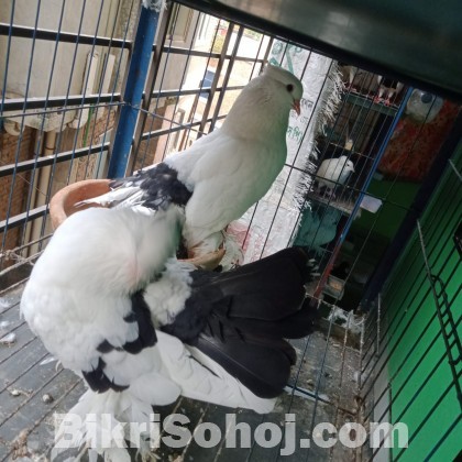 লক্ষা রানিং জোড়া